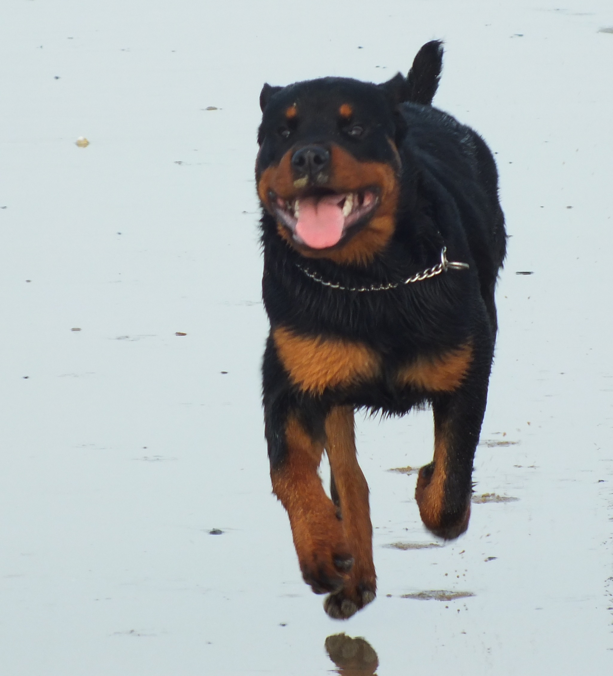 galop sur la plage